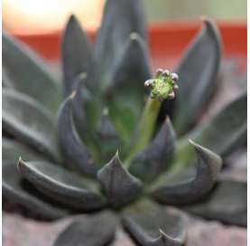 Echeveria affinis. Viveros González Natural Decor Centre Marbella