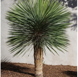 Yucca Rostrata, Amole.