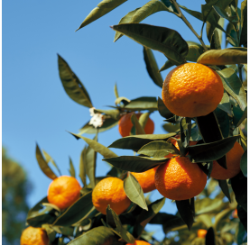 Mandarino - Citrus x reticulata c30 Viveros González Natural decor Centre Marbella