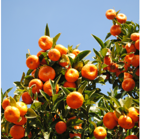 Mandarino - Citrus x reticulata c30 Viveros González Natural decor Centre Marbella