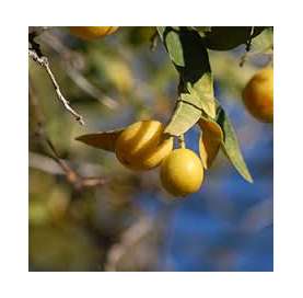 Citrus eustis "limequat"