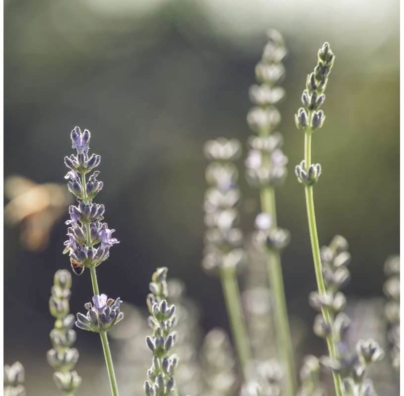 Lavender officinalis. Grey lavender. Viveros Gonzalez. Garden centre. Natural decor garden. Marbella.