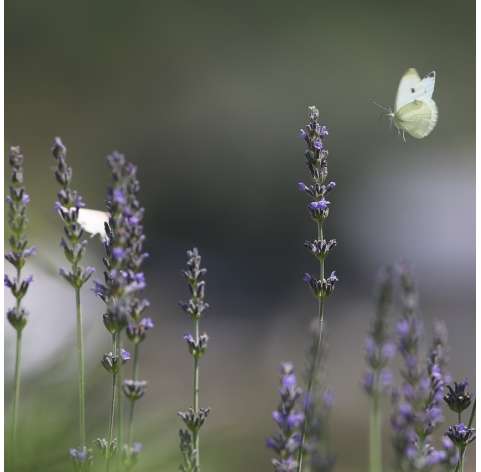Lavender officinalis. Grey lavender. Viveros Gonzalez. Garden centre. Natural decor garden. Marbella.