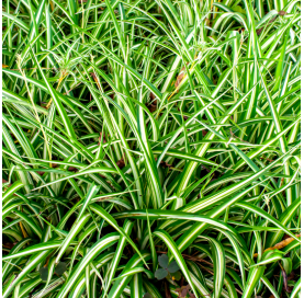 Carex Censation.