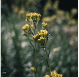 Helichrysum italicum. Curry.  Italian strawflower. Viveros González. Natural Decor Centre. Marbella