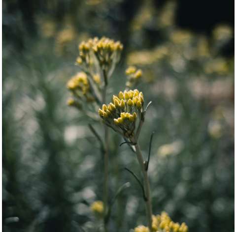 Helichrysum italicum. Curry.  Italian strawflower. Viveros González. Natural Decor Centre. Marbella