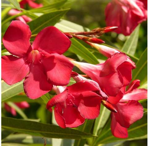 Adelfa-Nerium Oleander- Arbustos- Viveros González- Mediterranean shurbs-Garden centre.