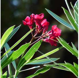 Adelfa-Nerium Oleander- Arbustos- Viveros González- Mediterranean shurbs-Garden centre.