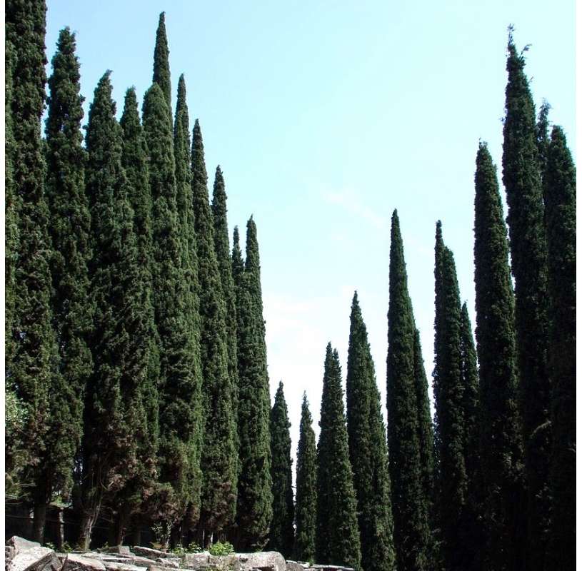 Cupressus sempervirens. Conifer. Viveros González. Garden centre. Marbella. Garden decor centre.