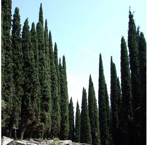 Cupressus sempervirens. Conifer. Viveros González. Garden centre. Marbella. Garden decor centre.