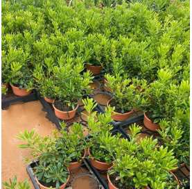 Pittosporum tobira nana -  Azahar de la China. Green shrubs.  Viveros González. Garden centre. Marbella.