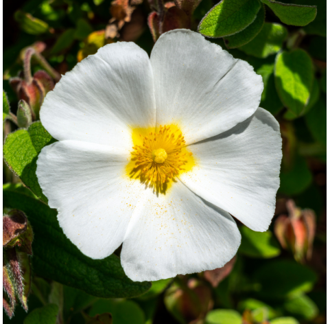 Cistus corbariensis. Viveros Gonzalez. Natural Garden Centre Marbella