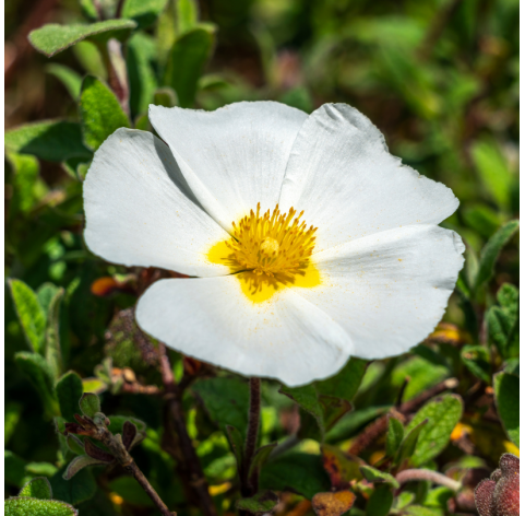 Cistus corbariensis. Natural garden centre. Marbella