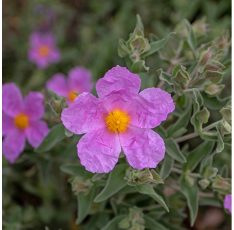 Cistus corbariensis. Natural garden centre. Marbella