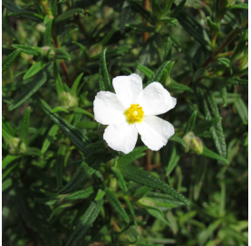 Cistus corbariensis. Natural garden centre. Marbella