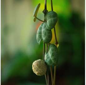 Ceropegia woodii. Planta suculenta colgante. Necklace of hearts. Viveros Gonzalez. Garden centre Marbella. Natural decor garden.