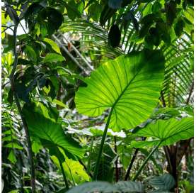 Alocasia macrorrhiza. Oreja de elefante. Ears elephant plants. Viveros Gonzalez. Garden centre. Natural decor centre. Marbella