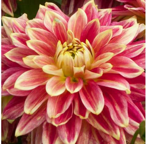 Dahlia  Viveros González Natural Decor Centre Marbella