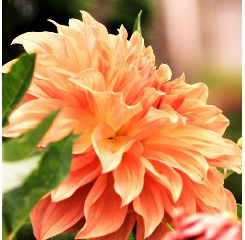 Dahlia  Viveros González Natural Decor Centre Marbella