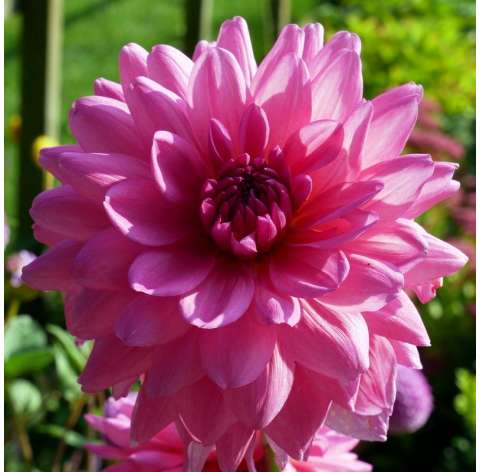 Dahlia  Viveros González Natural Decor Centre Marbella