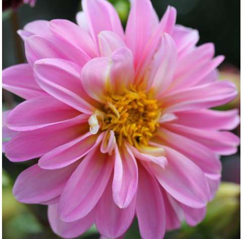 Dahlia  Viveros González Natural Decor Centre Marbella
