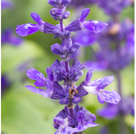 Salvia farinacea- Salvia azul.- Viveros Gonzalez. Natural Garden Centre Marbella