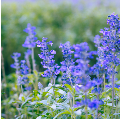 Salvia farinacea- Salvia azul.