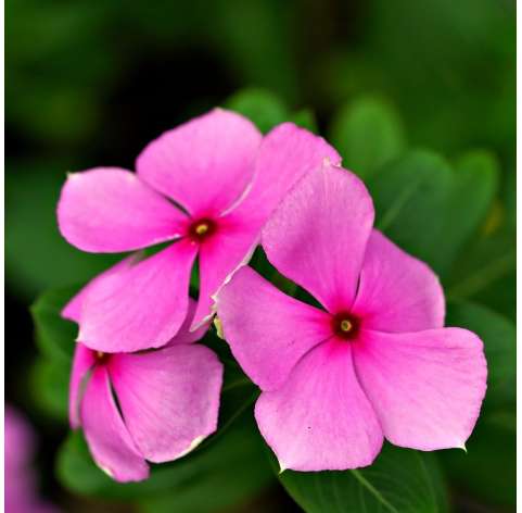 Vinca Catharanthus o Vinca Rosacea. Viveros González. Garden centre.  Natural Decor Centre Marbella