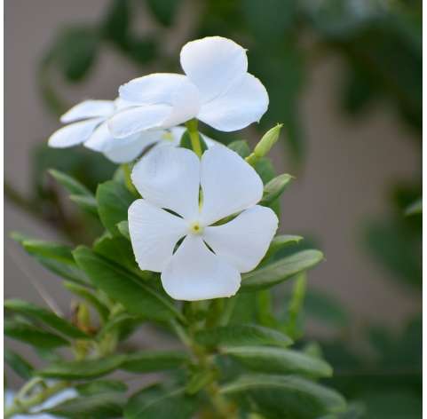 Vinca Catharanthus o Vinca Rosacea. Viveros González. Garden centre.  Natural Decor Centre Marbella