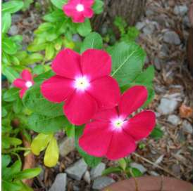 Vinca Catharanthus o Vinca Rosacea. Viveros González. Garden centre.  Natural Decor Centre Marbella