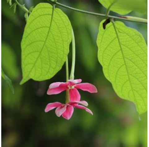 Quiscualis indica. Viveros González. Natural Garden Centre Marbella