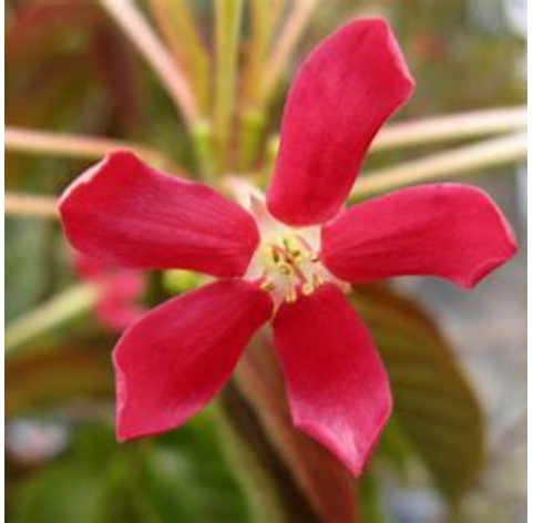 Quiscualis indica. Viveros González. Natural Garden Centre Marbella