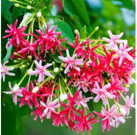 Quiscualis indica. Viveros González. Natural Garden Centre Marbella