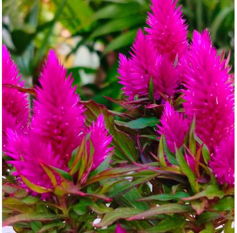 Celosia plumosa. Viveros Gonzalez. Garden centre. Marbella. Natural decor centre.