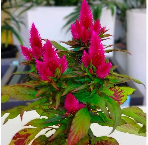 Celosia plumosa. Viveros Gonzalez. Garden centre. Marbella. Natural decor centre.