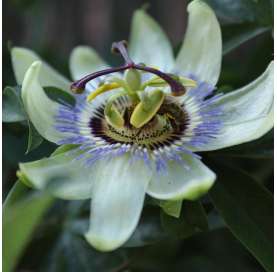 Passion Fruit (Passiflora...