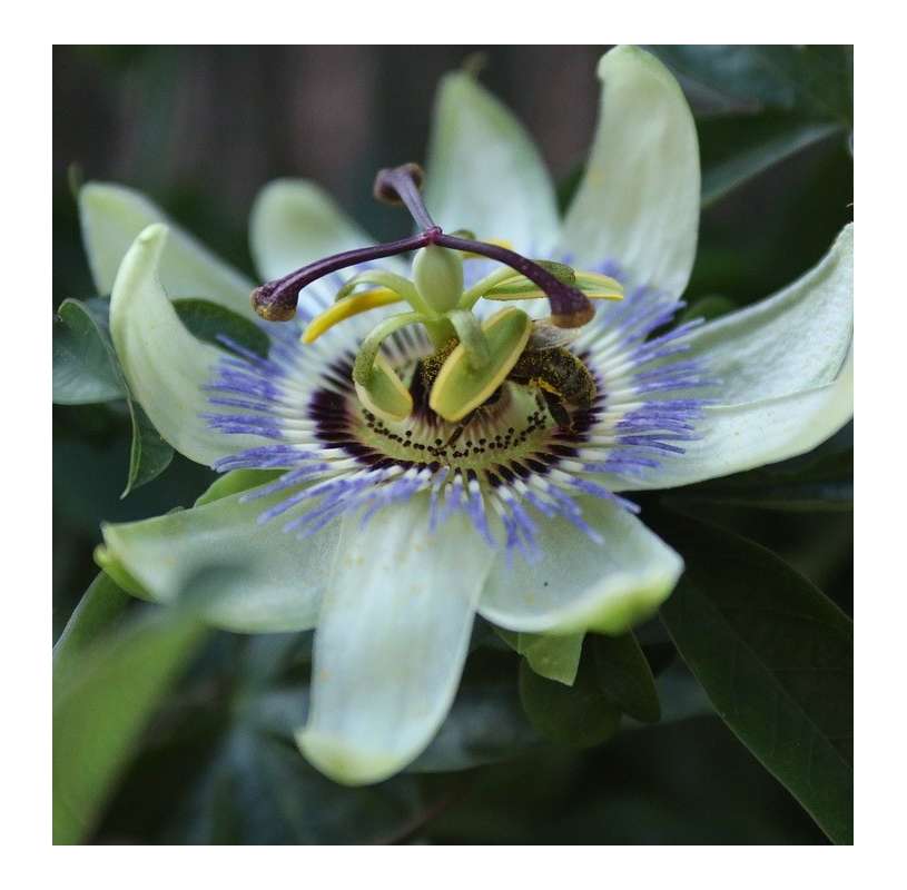 Passion Fruit (Passiflora...