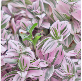 Tradescantia nanouk. Viveros Gonzalez. Natural Garden Centre Marbella