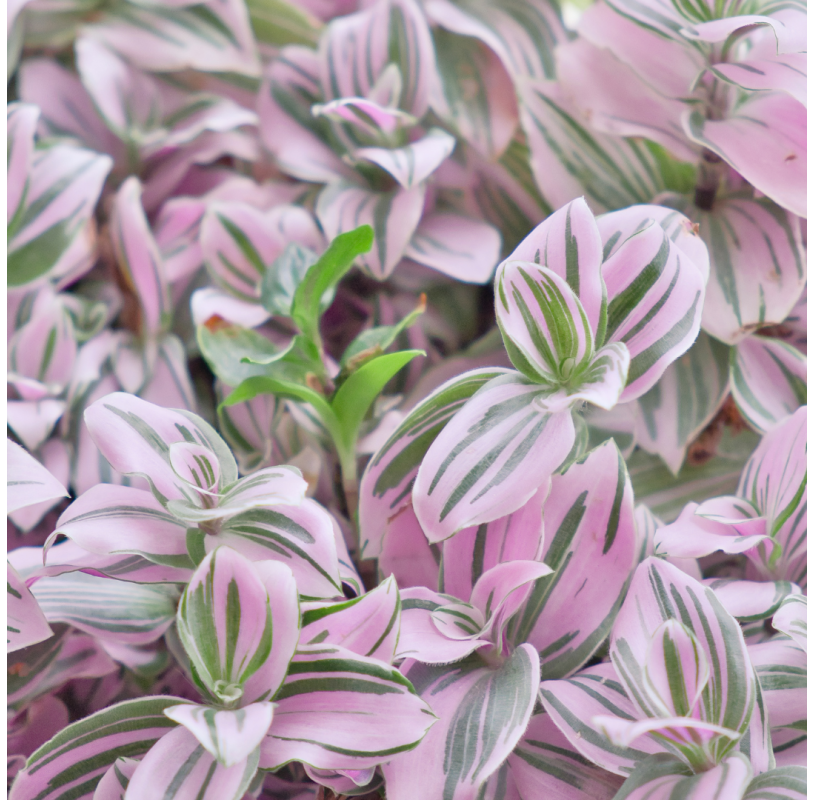 Tradescantia nanouk. Viveros Gonzalez. Natural Garden Centre Marbella