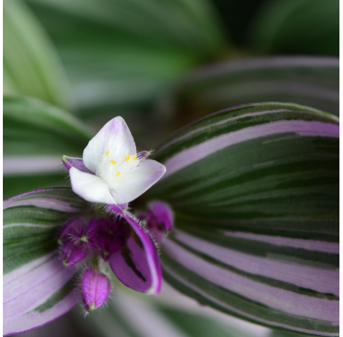 Tradescantia nanouk.