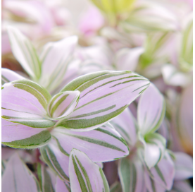 Tradescantia nanouk.