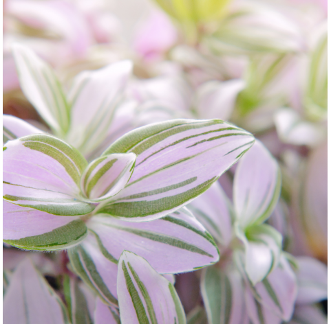Tradescantia nanouk.