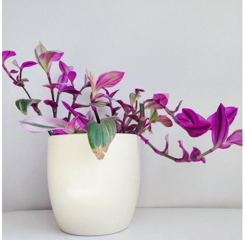 Tradescantia nanouk.