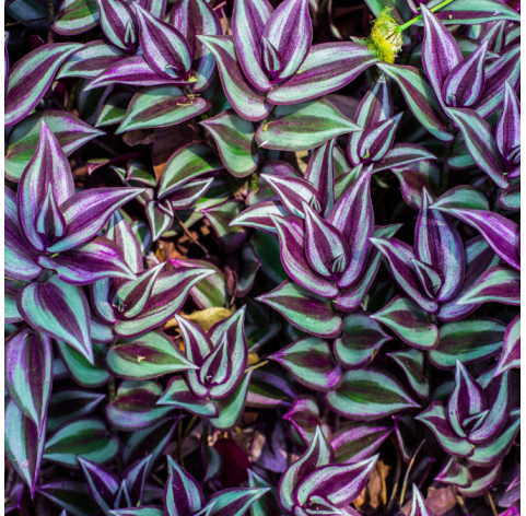 Tradescantia nanouk. Viveros Gonzalez. Natural Garden Centre Marbella