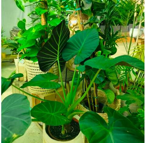 Alocasia macrorrhiza. Oreja de elefante. Ears elephant plants. Viveros Gonzalez. Garden centre. Natural decor centre. Marbella