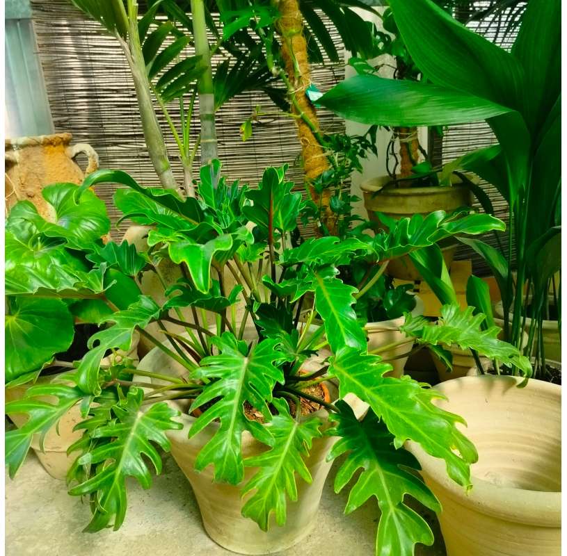 Philodendron xanadu Viveros González Natural decor Centre Marbella