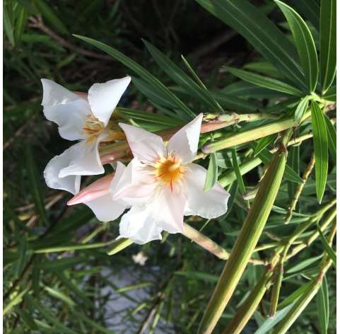 Nerium oleander. Arbusto. Shrub.  Viveros Gonzalez. Garden Centre. Marbella. Natural decor centre