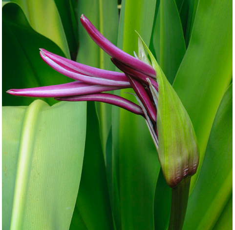 Crinun purple. Viveros González. Natural Garden Centre Marbella