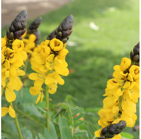 Cassia didymobotrya "alata". Viveros Gonzalez. Natural Garden Centre Marbella