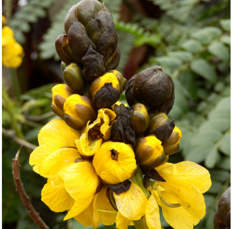 Cassia didymobotrya "alata". Viveros Gonzalez. Natural Garden Centre Marbella